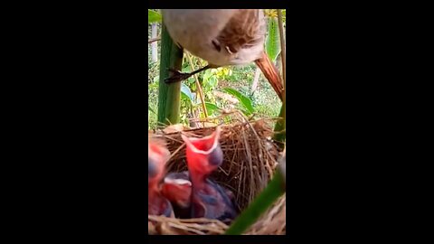 The sound of a mother bird calling her baby to eat sounds very nice #parrotlife #birdr