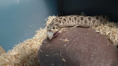 Western Hognose Snakes Love FISH (Part 2)