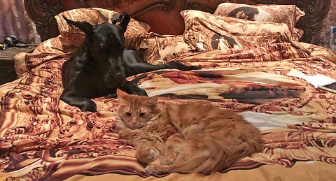 Cat Takes Care Of Black Great Dane After Spay & Gastropexy Surgery With TLCC