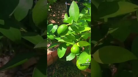 Should You Grow A Lemon Tree Or A Lime Tree?