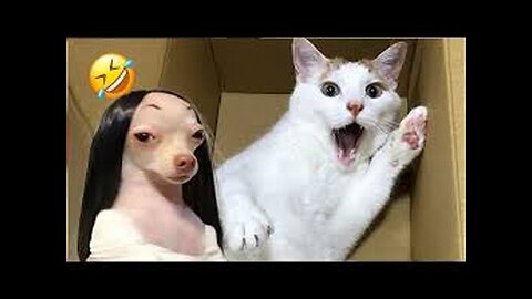 PET ANIMAILS FAILS-TRY NOT TO LAUGH😅😅😅🤣🤣🤣