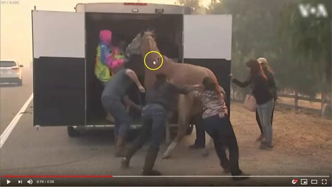 The Wrong Way To Load A Horse Into A Trailer - Pointing Out Things From The Horse's View