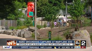 Groundhog captured at The Maryland Zoo tests positive for rabies
