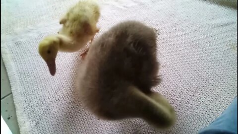 Baby goose and duckling have to come in out of the rain 28th November 2021