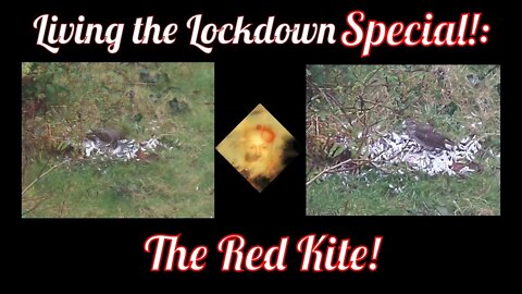 Living The Lockdown Special : The Red Kite !