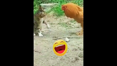 Cat vs Hen funny fight shorts 🤣||#funnyvideos #funnyanimals