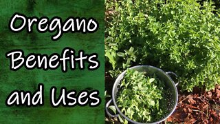 Oregano Benefits and Uses