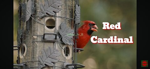 🐦All About Red Cardinals🐦