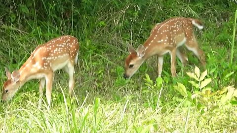 Twin Whitetail Fawns