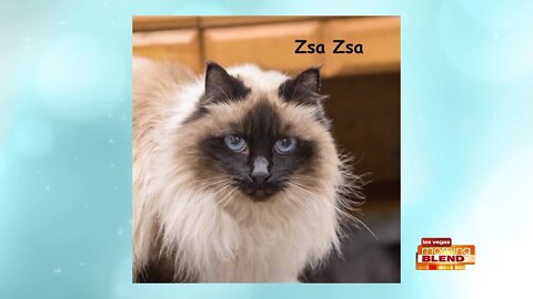 PICK OF THE LITTER: Zsa Zsa!