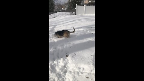 Puppy Snow Day