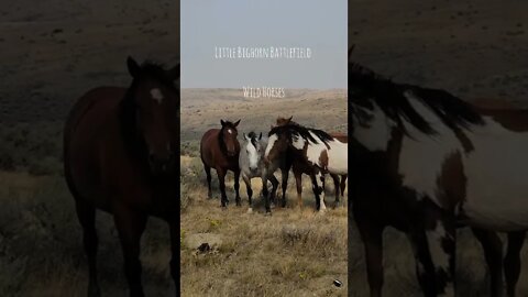 Wild Horses at Little Bighorn Battlefield Monument Montana
