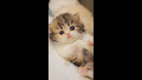 Cute cat