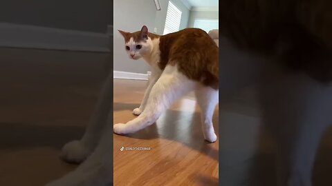 Viral cat dancing - DAILY ANIMALS SHORTS