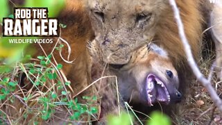 Lions Catch A Spotted Hyena Cub Outside The Den | African Safari