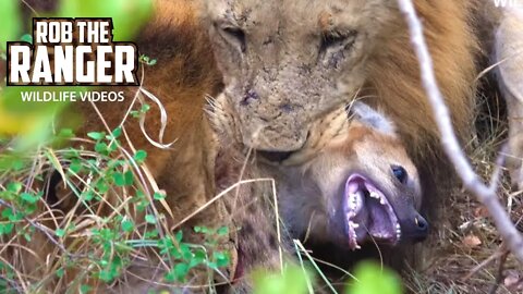 Lions Catch A Spotted Hyena Cub Outside The Den | African Safari