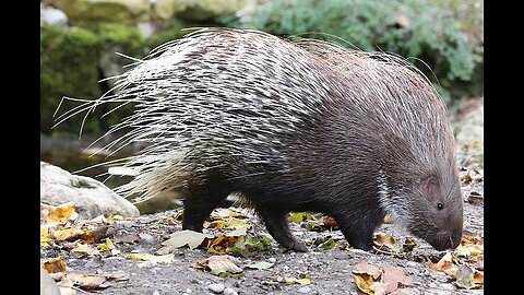 porcupine cleaning and cooking # Street Food