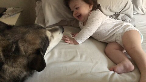 Howling Dog Makes Baby Girl Happy After Walking Into Room