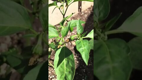 Amazing Pepper Plant Topping & Flowering