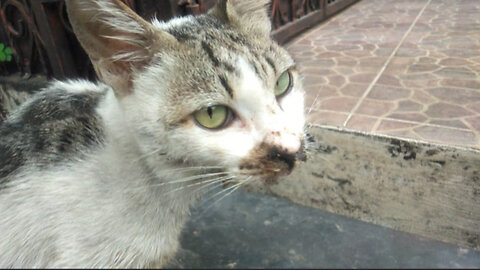 THE CAT FAMILY SUFFERS It's a pity that cats contract oral disease