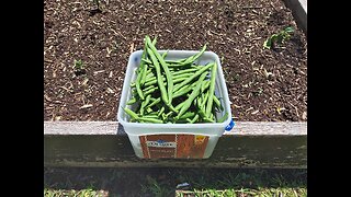 First Green Bean Harvest 7/8/23