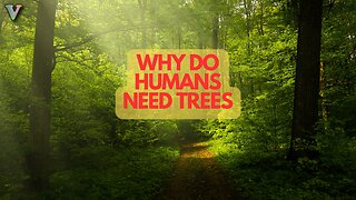 Why Do Humans Need Trees