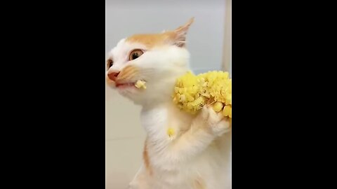 Funniest pet fails- funny animal video