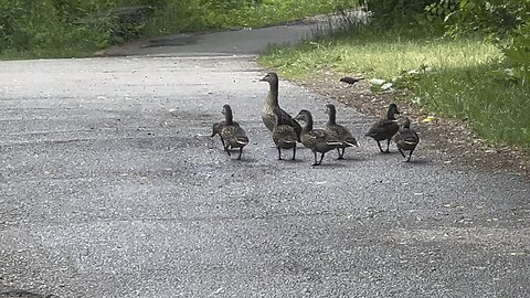 Mama Duck and 7 daughters
