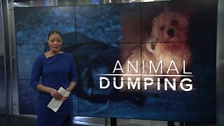 Pet dumping becoming more frequent as animal shelters remain at max capacity
