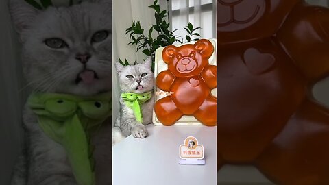 Cat ChangAn Makes the World's LARGEST Gummy Bear ！| Homemade Candy | Cute Cat TikToks #Shorts