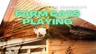 Farm Cats Playing: AMBIENT CAT SOUNDS, PIANO & VIVID SCENES