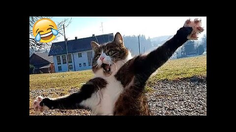 Funny Cats and Dogs Videos 🤣 - Funniest Animal Videos 2023! 🥰