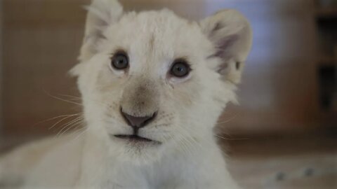 PET LION CUB | Live in the Heart of South Beach with a Pet Lion