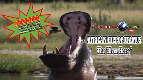 African Hippopotamus, the "River Horse" | (ÁUDIO EM INGLÊS | AUDIO IN ENGLISH) | 2021