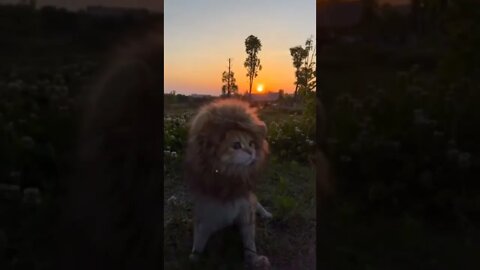 😍🐱🦁