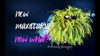 Best Tips & Tricks | Set ANY Maxillaria up for SUCCESS #BrendaJernigan