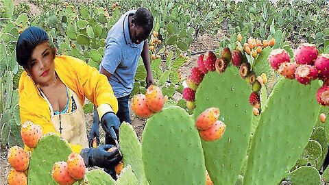 Desert Agricultural Technology: Prickly Pear Farming and Harvesting, Cactus Fruit Harvesting