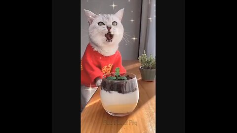 @Shorts Amazing funny and uniques pet videos @Short 21_Full-HD