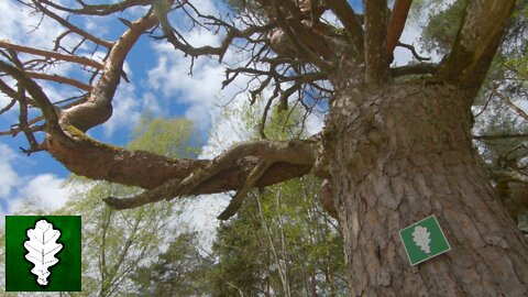 Pieskalnu swedish pine, Latvia