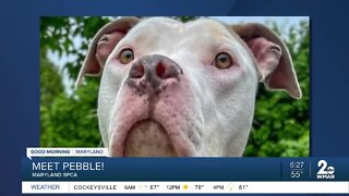 Pebble the dog up for adoption at the Maryland SPCA