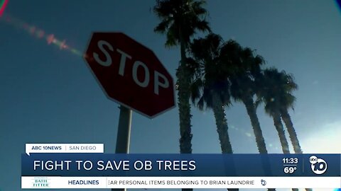 Residents fight to save palm trees in Ocean Beach