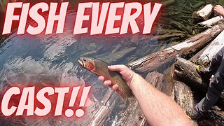 Washington Mountain Trout/ Alpine Trout. FISH EVERY CAST!!!!!!!!!!!!! Part 2
