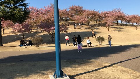 Enjoying the cherry blossoms in Japan