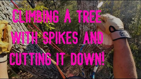 Climbing A Tree With Spikes and Cutting It Down For My First Tree Cutting Job