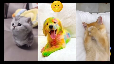 New Funny Animal Video Compilation 😂 Funniest Cats and Dogs 😺🐶