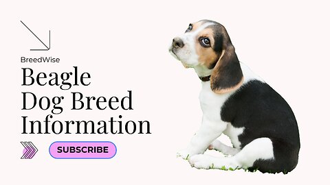 All About Beagles: Unleashing the Charm of this Beloved Breed