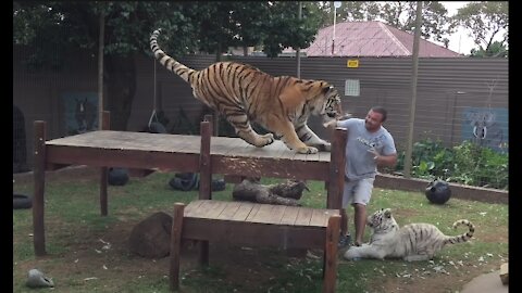 Tiger attack , why You should not turn Your back!