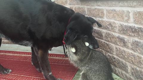 Unlikely animal friendships: Dog and raccoon