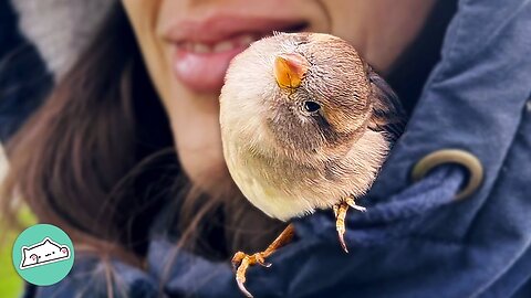 Wild Birds Refuse To Leave After Owners Saved Them | Furry Buddies