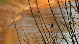 Anna's Hummingbird